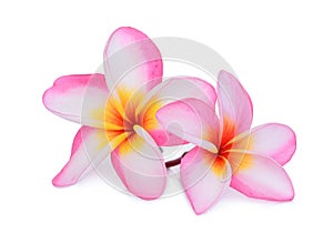 Pink frangipani flower isolated white