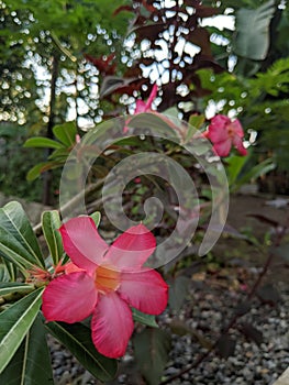 Pink frangipani flower