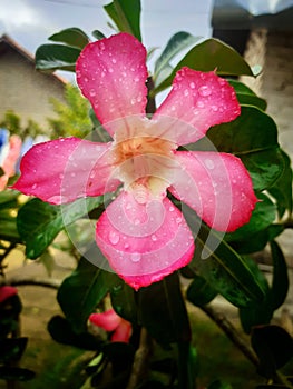 Pink frangipani flower ornamental plants with white grades