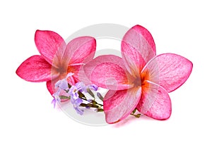 A pink frangipani flower petal close up.