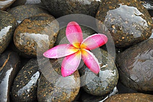 Pink Frangipani flower on river stones