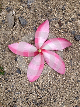 Pink Frangipani flower on sand