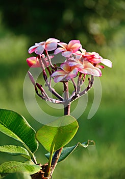 Pink frangipani flowers on blurry green background.