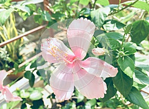 Pink Frangipani,Pink Plumeria, temple Tree, Graveyard Tree