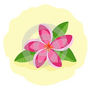 Pink frangipani or plumeria. Beautiful tropical flower, vector illustration.
