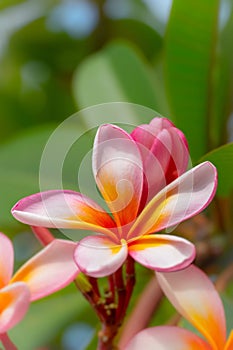 Pink Frangipani Plumeria Flowers are blooming in a beautiful garden in Bali, Indonesia