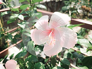 Pink Frangipani,Pink Plumeria, temple Tree, Graveyard Tree