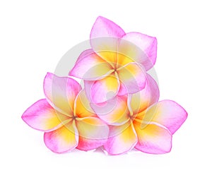 Pink frangipani or plumeria tropical flowers isolated