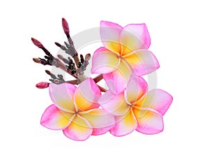 Pink frangipani or plumeria tropical flowers isolated on white