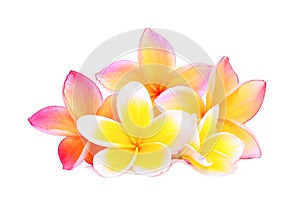 Pink frangipani or plumeria & x28;tropical flowers& x29; isolated