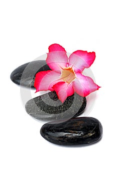 Pink Frangipani With Zen Stone