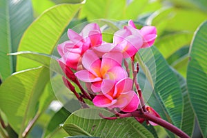 Pink Frangipanis flower