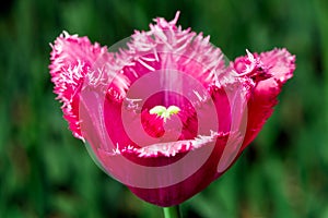 Pink frayed tulip in nature - shallow depth of field