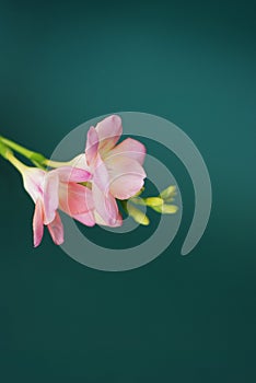 Pink freesia Bunch of Flowers, on Green Background. Spring Time. Copy space for Text.