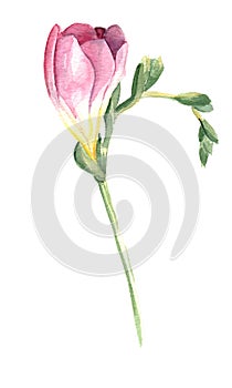 Pink freesia flower photo