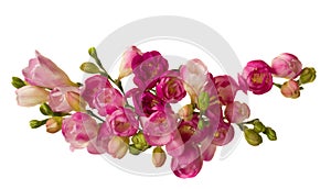 Pink freesias