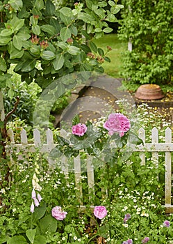 Pink French roses and common foxglove flowers growing and blossoming in lush green garden with white picket fence