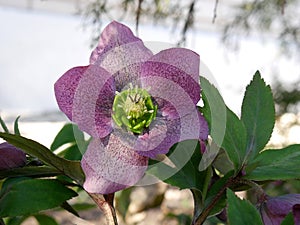 Pink with frequent maroon specks flower of Helleborus variety Montsegur. Close-up.