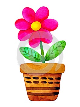 Pink fresh flower green plant in pottery pot art watercolor painting illustration design drawing nature garden on white background