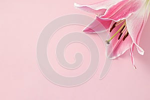 Pink fresh flower on pink background. Valentine`s, mother`s day or spring concept. Flat lay, top view