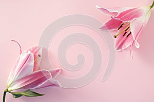 Pink fresh flower on pink background. Valentine`s, mother`s day or spring concept. Flat lay, top view