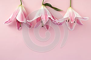 Pink fresh flower on pink background. Valentine`s, mother`s day or spring concept. Flat lay, top view