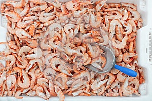 Pink fresh frozen shrimps with ice and filling scoop in a supermarket or fish shop. Uncooked seafood close up background. Fresh