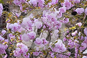 Pink fresh Japanese cherry blossoms beauty flower or sakura bloomimg on the tree branch. Small fresh buds and many petals layer