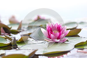 Pink fresh open water lily, Nymphaeaceae, on lake