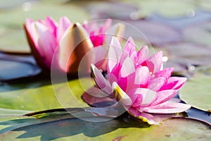 Pink fresh open water lily, Nymphaeaceae, on lake