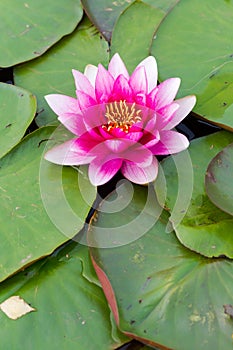 Pink fresh open water lily, Nymphaeaceae, on lake