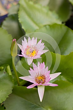 Pink fresh open water lily, Nymphaeaceae, on lake. Nature, lotus.