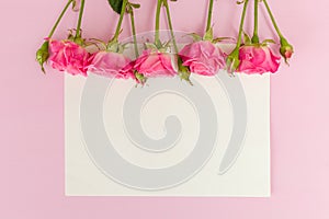 Pink fresh rose branches border and white paper card - empty space for text isolated on pastel background.