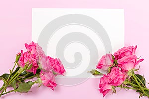 Pink fresh rose branches and white paper card - empty space for text isolated on pastel background.