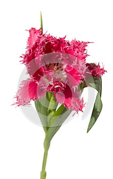 Pink fringed tulip