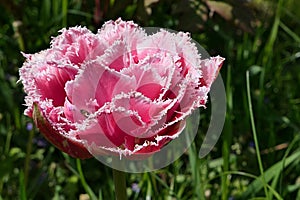 Pink fringed tulip hybrid flower with dense petals and white fringes on petal tips