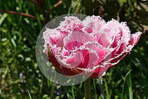 Pink fringed tulip hybrid flower with dense petals and white fringes on petal tips