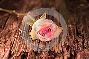 Pink Frosted White Rose On Antique Wood photo