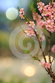 Pink fruit tree in spring