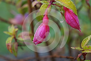 Pink fuchsia flowers closeup in morning dew