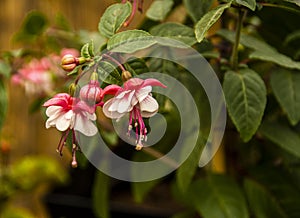 Pink Fuchsia in a garden background.