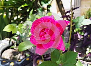 Pink fuchsia rose flower, big petals in a wild garden. Love, romance, passion.