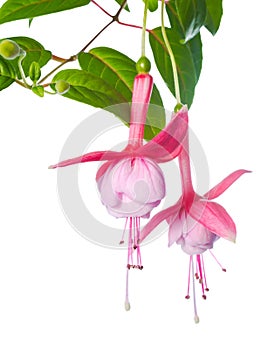 Pink fuchsia of an unusual form are isolated