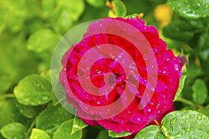 Pink fucsia roseflower in sunlight in summer garden, english roses, abstract green background