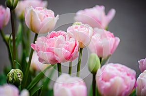 Pink full blooming tulips close up and buds