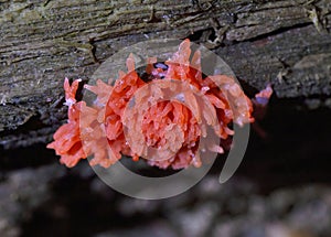 Pink fung.Tubifera ferruginosa,known as raspberry slime mold or red raspberry slime mold,is a species of slime mold