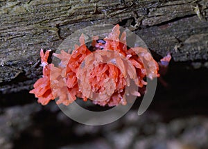 Pink fung.Tubifera ferruginosa,known as raspberry slime mold or red raspberry slime mold,is a species of slime mold photo