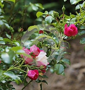 Pink fuschia variegated Knockout roses and buds