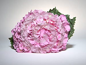 Pink Fushia Hydrangeas
