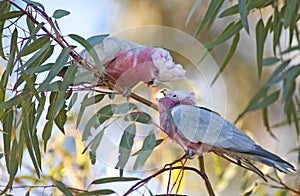 Pink galah